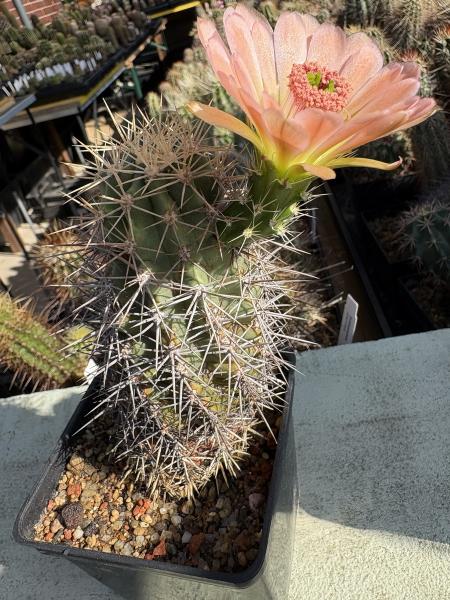 Echinocereus roetteri